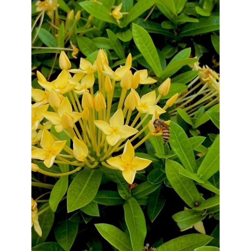 Soka kuning tanaman hias / Tanaman hias bunga soka kuning