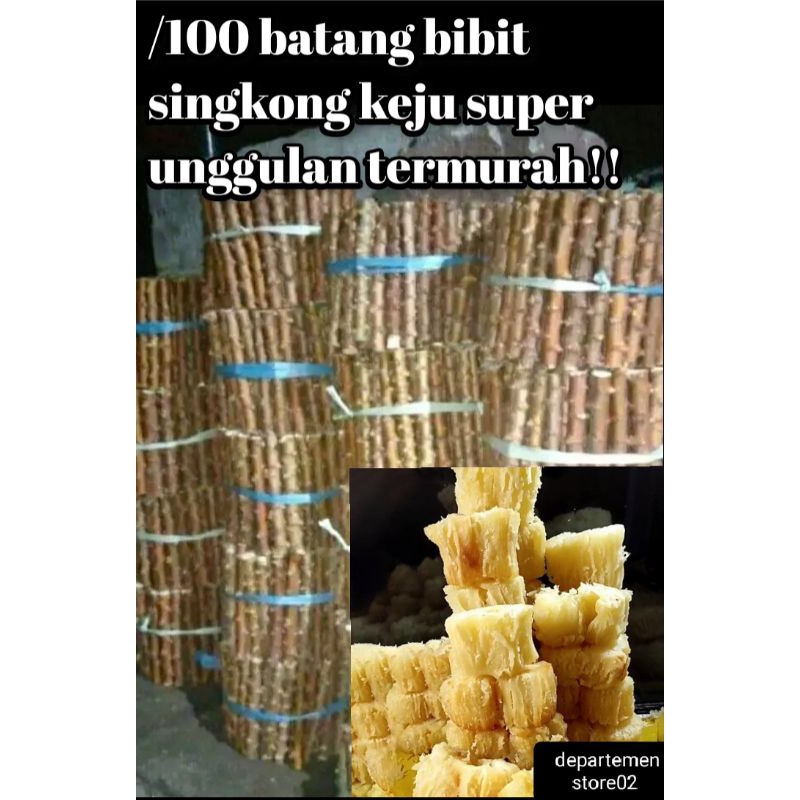 100) BATANG BIBIT POHON SINGKONG KEJU BERKUALITAS SUPER UNGULAN TERMURAH 100/%