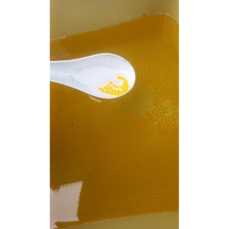 bibit telur gurame padang isi 1000-telur gurame padang/soang