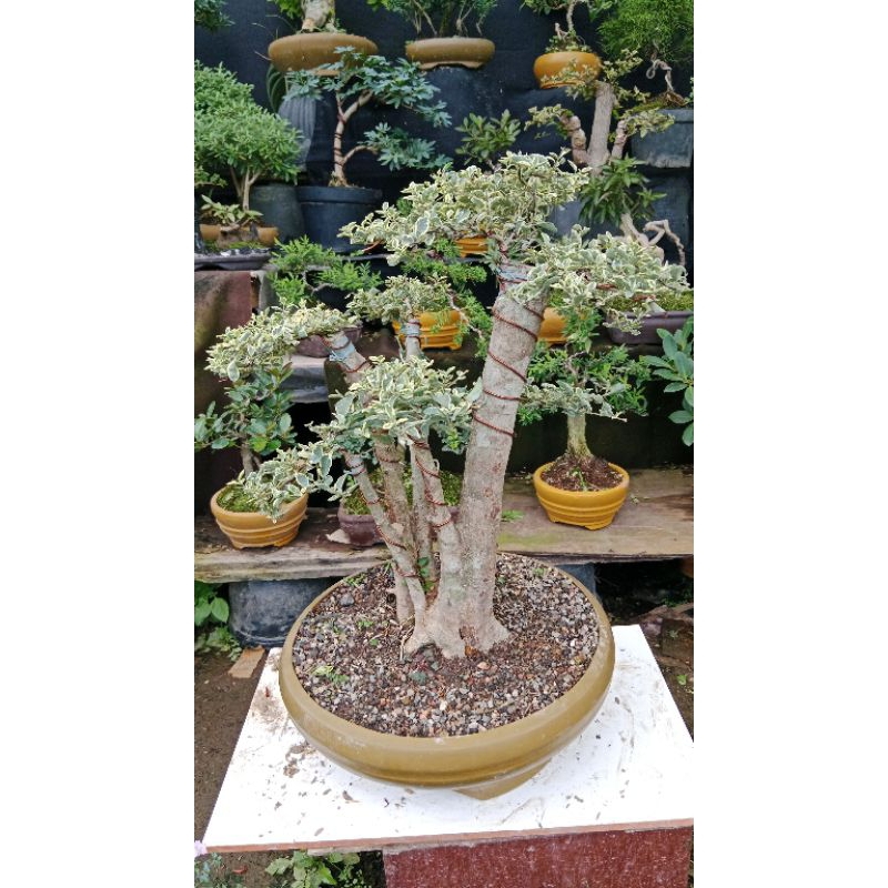 bonsai legistrum varigata