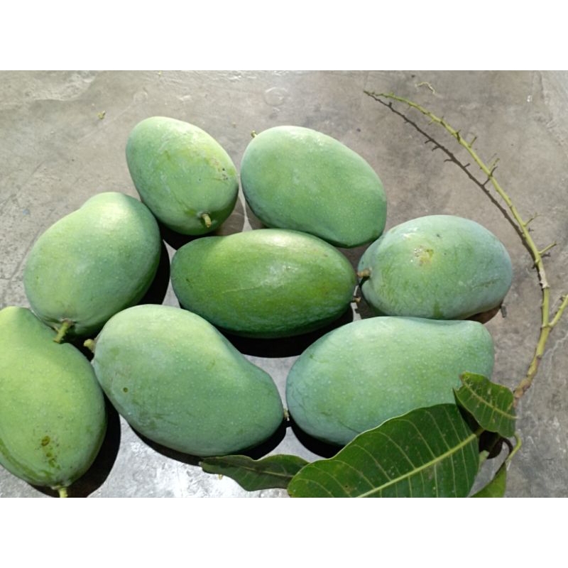 

MANGGAGADUNG#HARUMMANIS#KONDISITUA#DARIPOHONPETIKSENDIRI#BERAT600-700GRAM