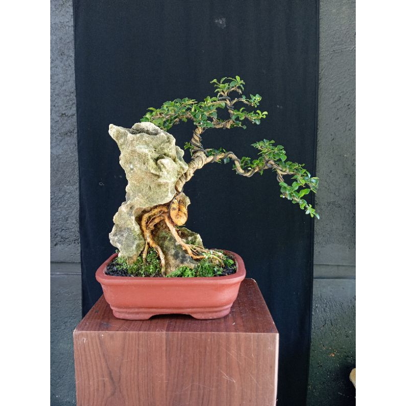 bonsai sisir / kaliage