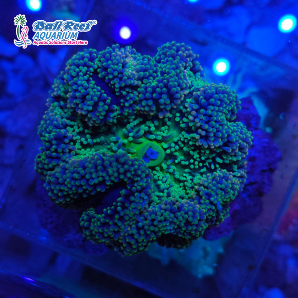 Hiasan Aquarium Laut Anemon Karpet Hijau