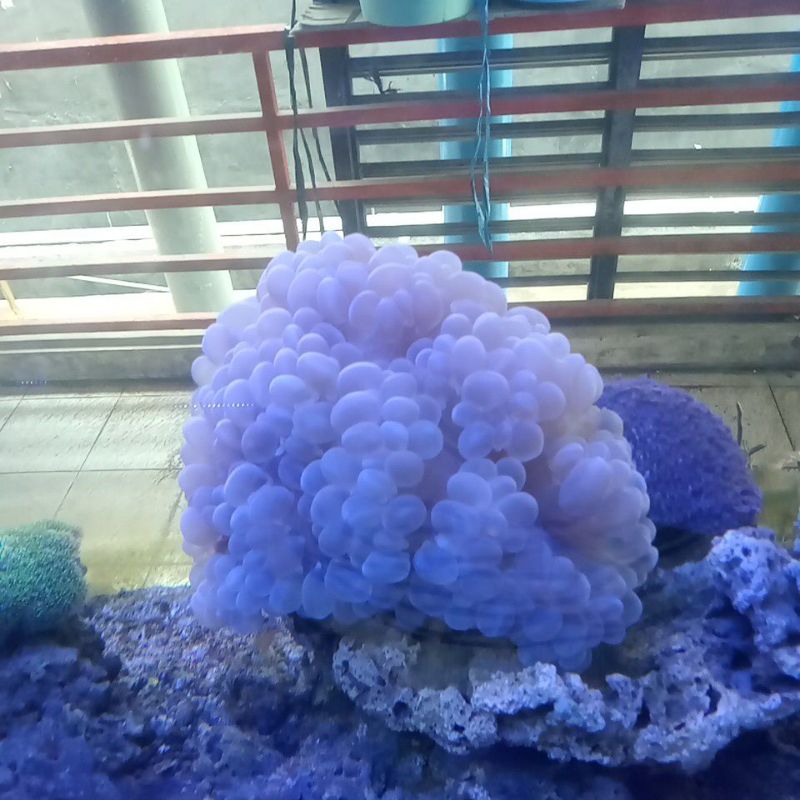 Kolang Kaling Buah Jumbo