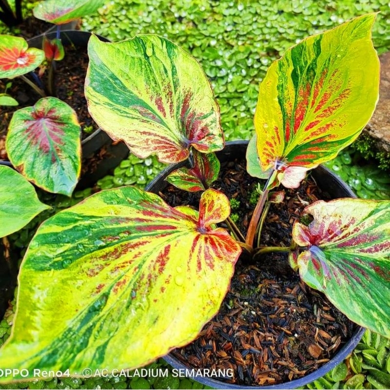 Keladi Hias Sekar Langit | Bunga Hias Keladi Import | Tanaman Murah Keladi Termurah