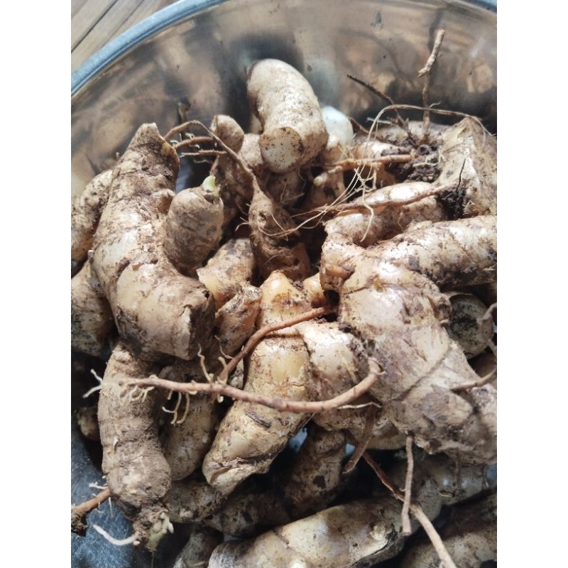 

kunyit putih segar 1kg