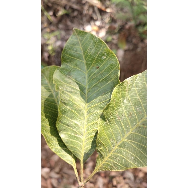 

Daun karet tua(basah kering) isi 30 lembar