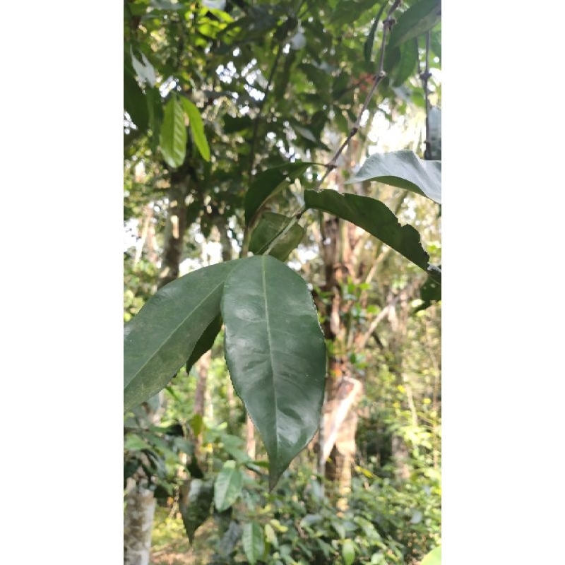 

Daun mlinjo tua 25 lembar