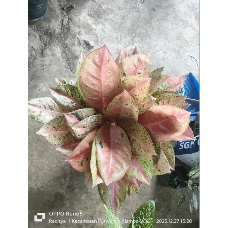 aglonema bigroy induk jumbo