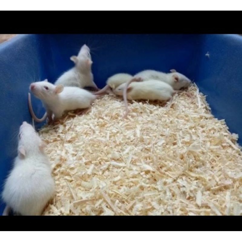 Serbuk Kayu Gergaji Kering Alas Ternak Hewan Peliharaan Hamster Landak