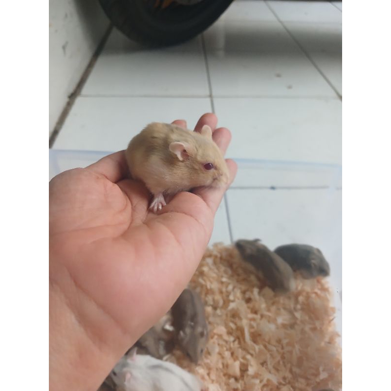 hamster jinak hamster winter white