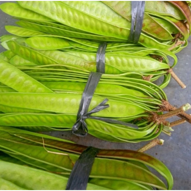 

Petai Cina/pete China Lamtoro Muda Segar Pilihan Fresh 100gr(Perikat)