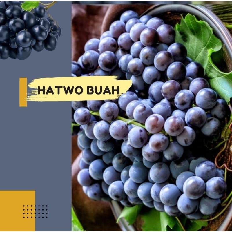 

Hatwo Buah Anggur Autum Royal seedless murah 1 kg curah