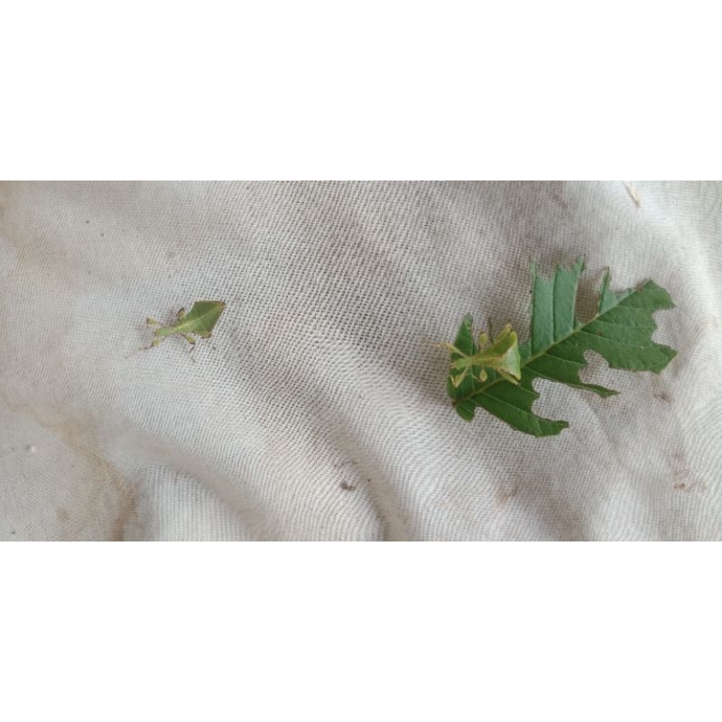 Belalang daun phyllium ,Anak sepasang