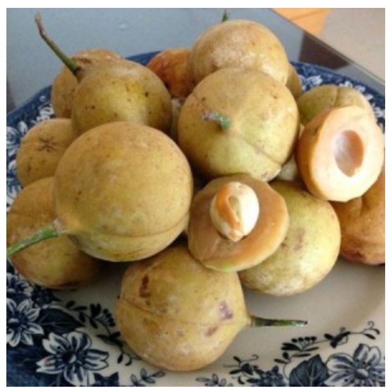 

Buah pala segar1kg murah