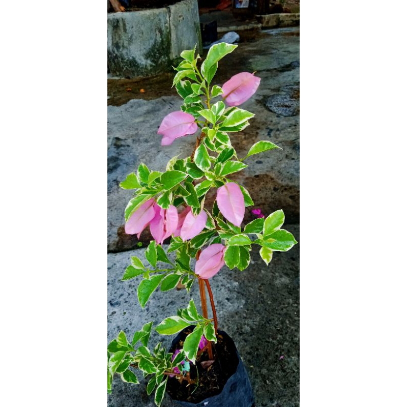 bugenvil Singapur varigata