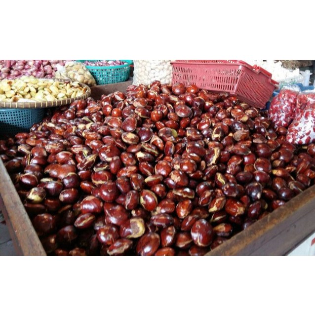 

JENGKOL TUA SEGAR JENGKOL TUA SUPER 1KG BIGSALE JENGKOL MURAH