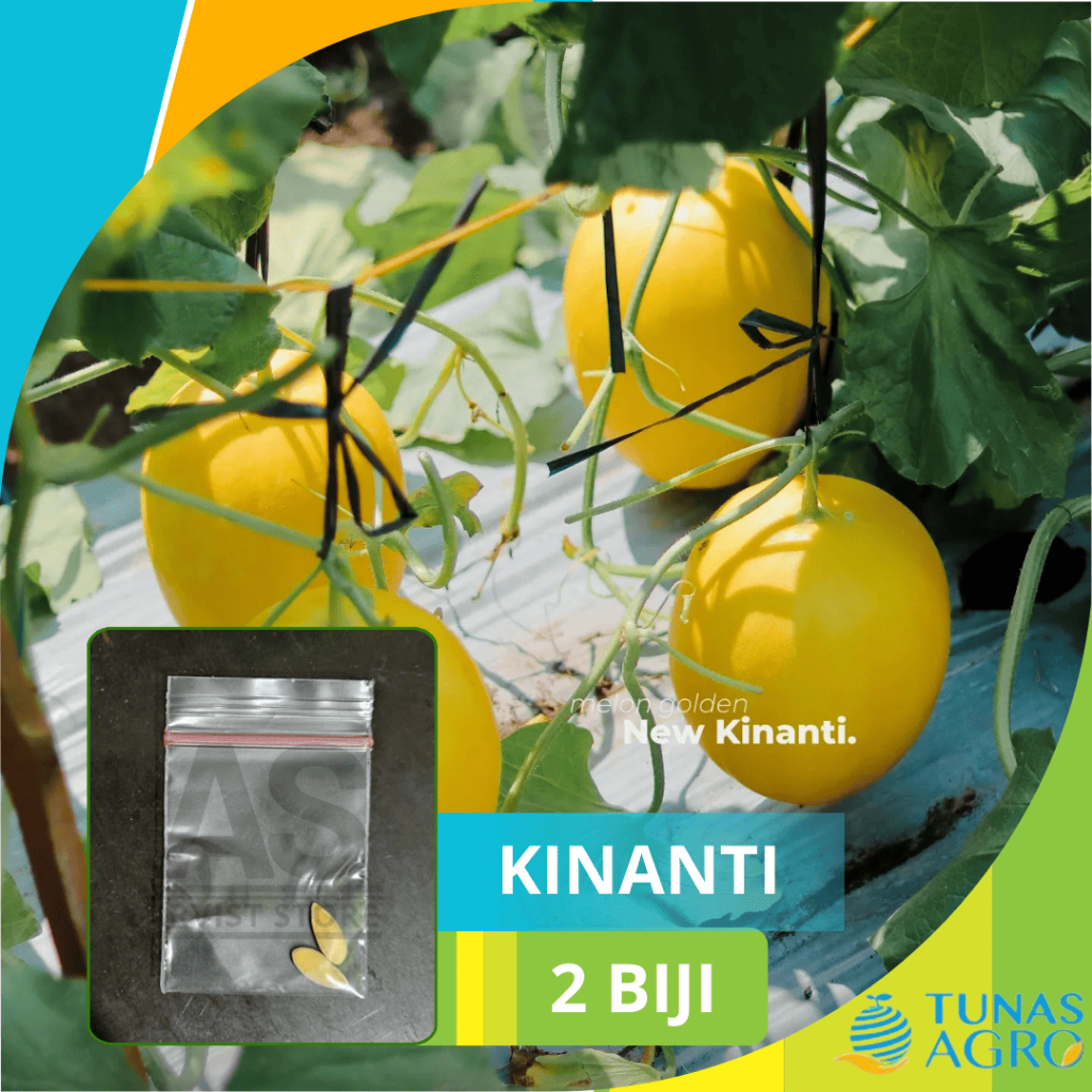 2 Butir - Melon KINANTI F1 Melon Golden Premium