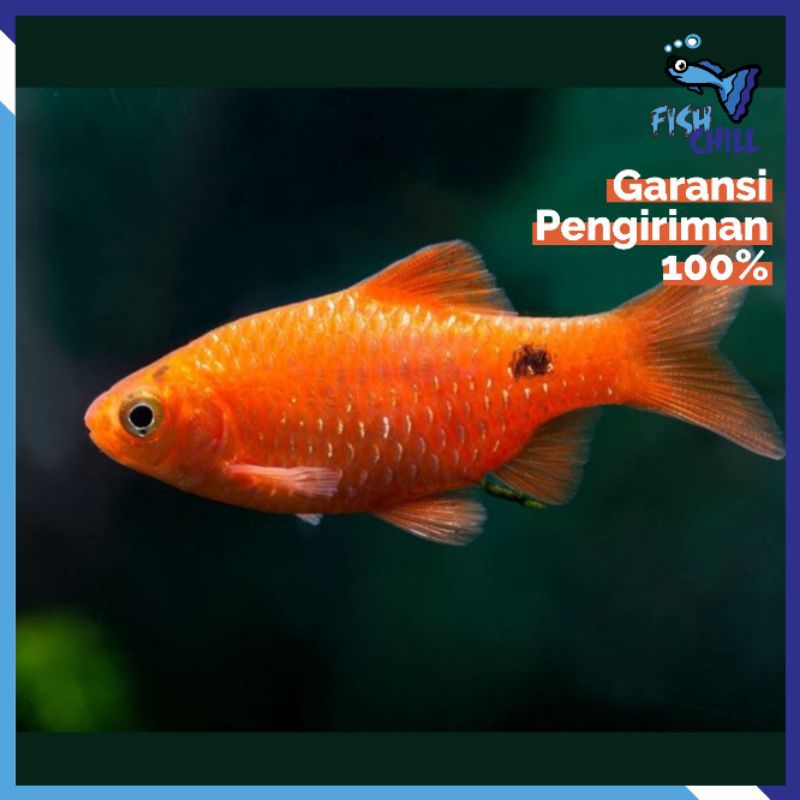 Hiasan Aquarium • BARBIR F|SH • Aquascape Soliter Mini Lampu LED Batu Pasir Malang Aksesoris Mesin B