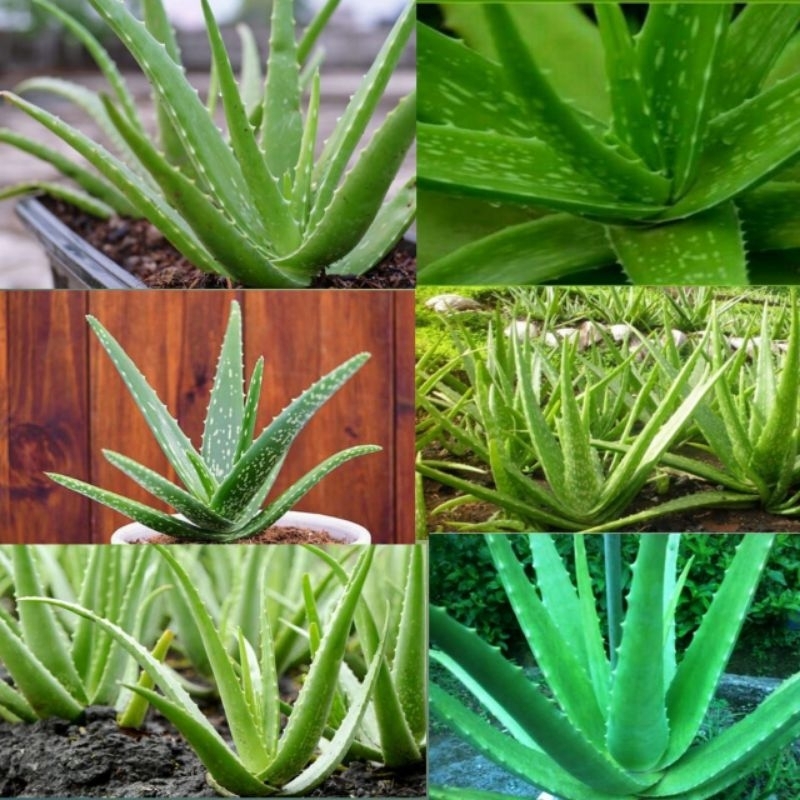 Tanaman lidah buaya jumbo super, Tanaman lidah buaya hidup, Tanaman lidah buaya jumbo