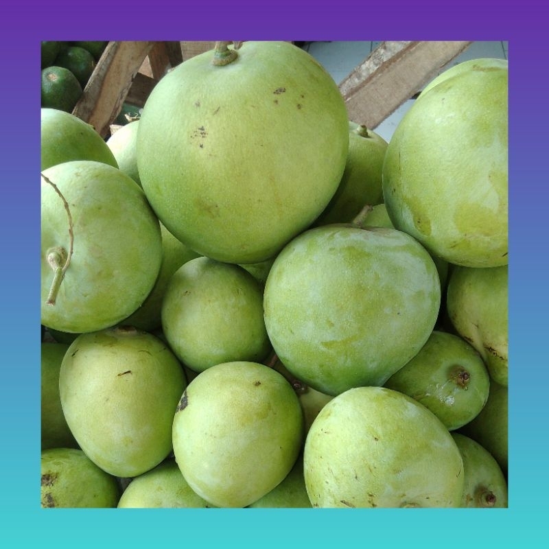 

Buah mangga apel segar 1 kg | Mangga apel | Buah mangga fresh | Buah mangga kiloan | Mangga murah