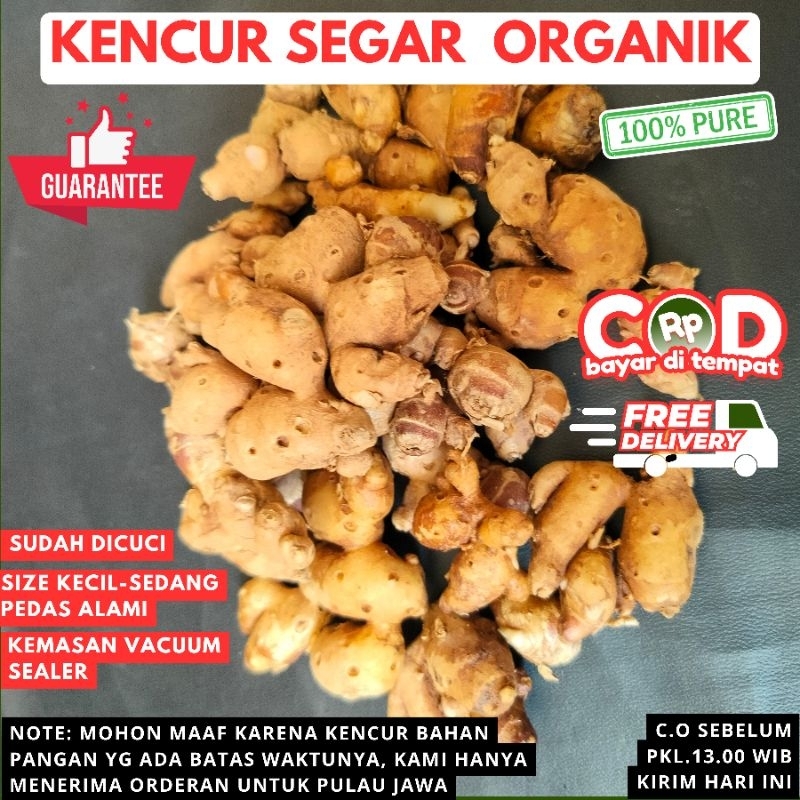 

KENCUR SEGAR, SIZE KECIL, RASA PEDAS ALAMI