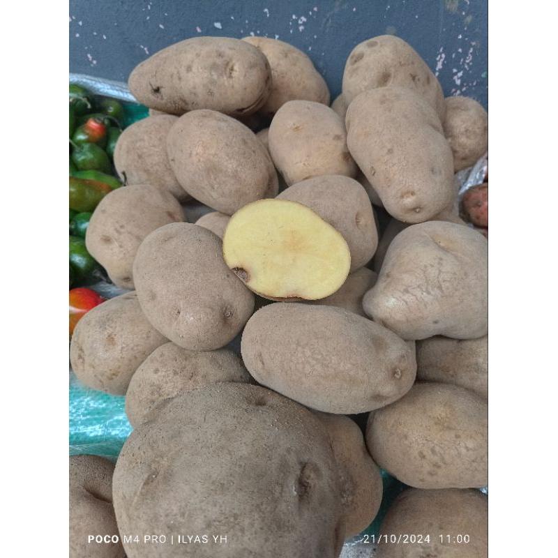 

Kentang Dieng besar kuning 1000gram
