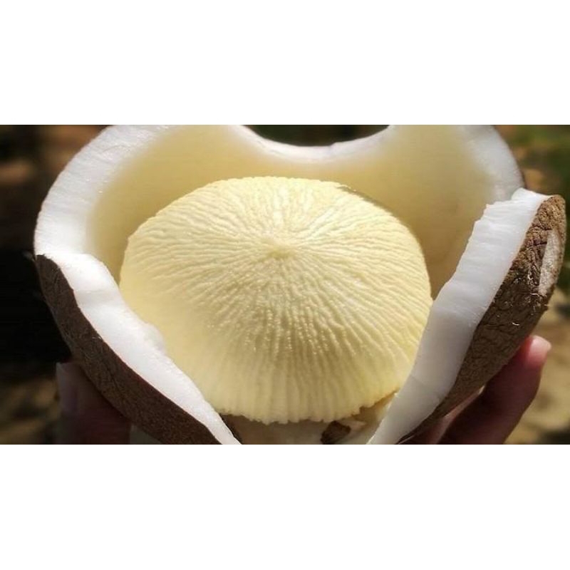 

kentos kalapa hijau / anak klapa murah segar