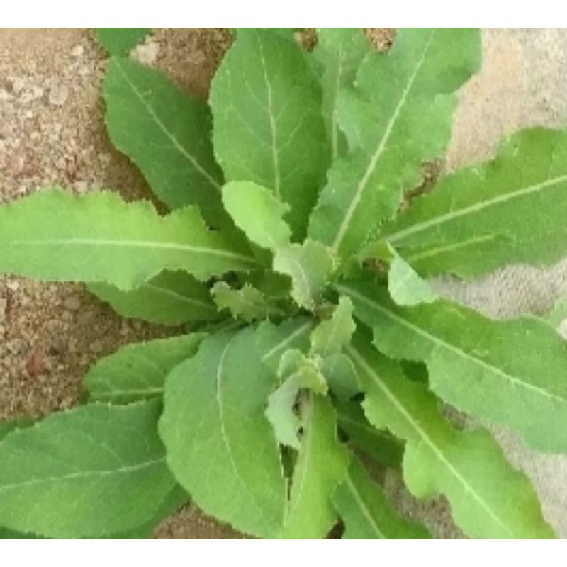 

Daun camawak/daun tempuyung segar pres 1kg