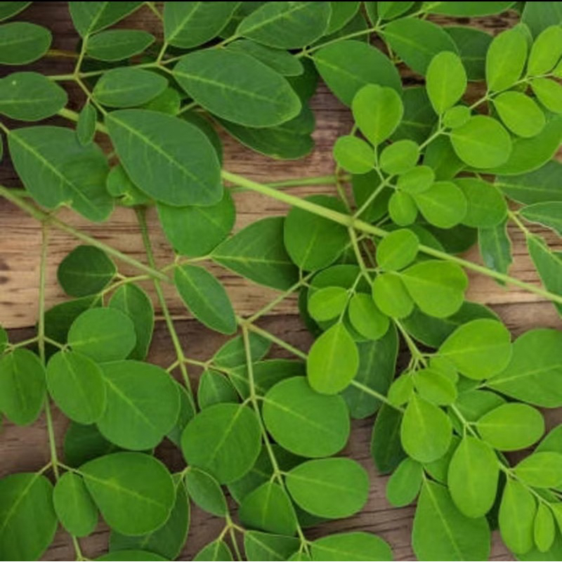 

Daun kelor