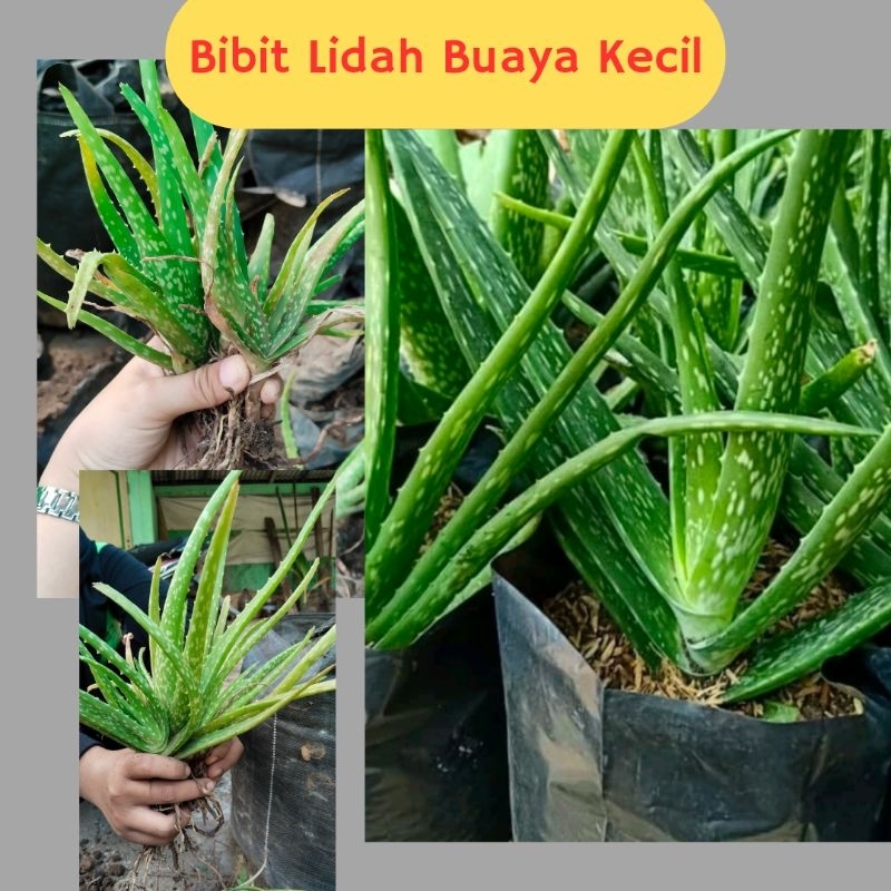 Lidah Buaya Asli 100%, Lidah Buaya Jumbo, Lidah Buaya Asli