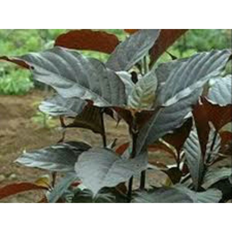 

Daun ungu/daun handeleum(per 200gram)