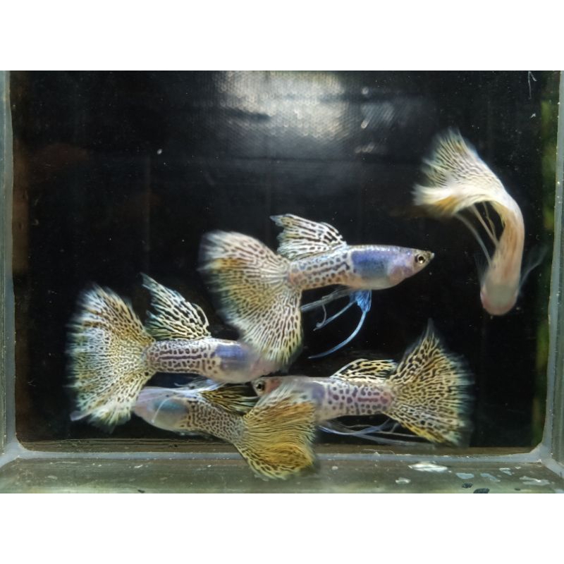 hiasan aquarium guppy mssyl ribbon