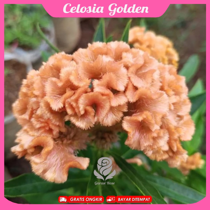 Tanaman Celosia Golden - Bunga Celosia Golden