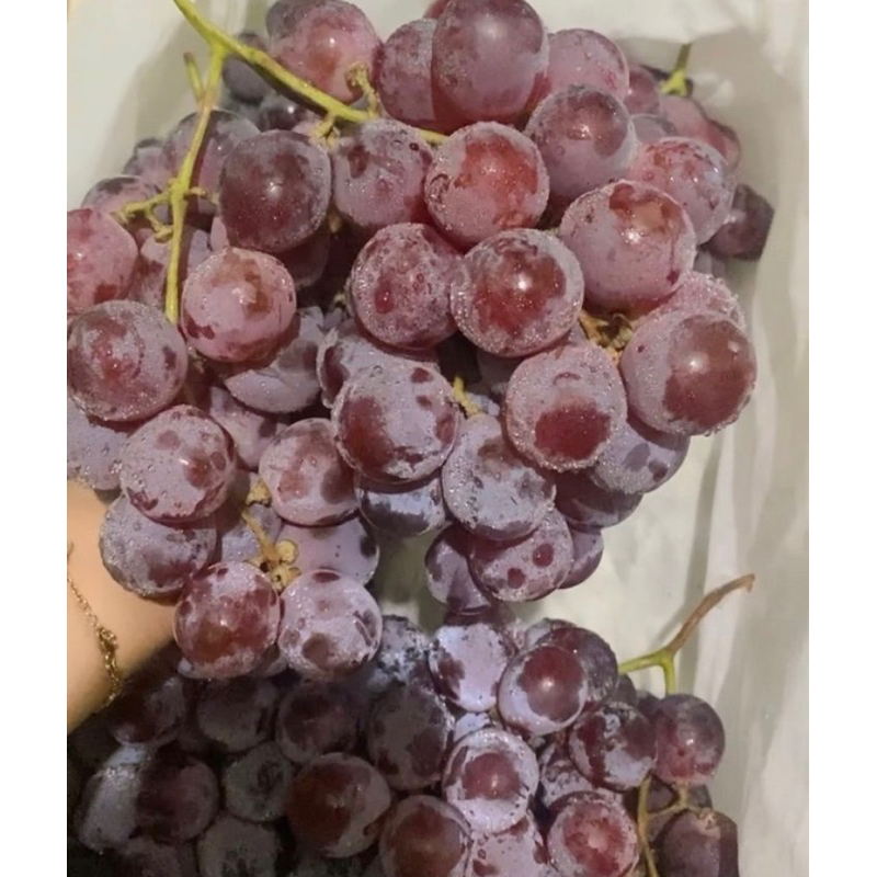 

ANGGUR MERAH RED GLOBE FRESH PER PACK FRESHHH SYEGERRRR