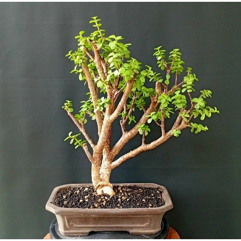 Bonsai Jade Plant / Portulacaria Afra