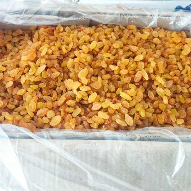 

KISMIS MANIS KISMIS SIMIN KISMIS MANIS VELVET KISMIS ASLI ORIGINAL KISMIS MANIS PREMIUM KISMIS MANIS