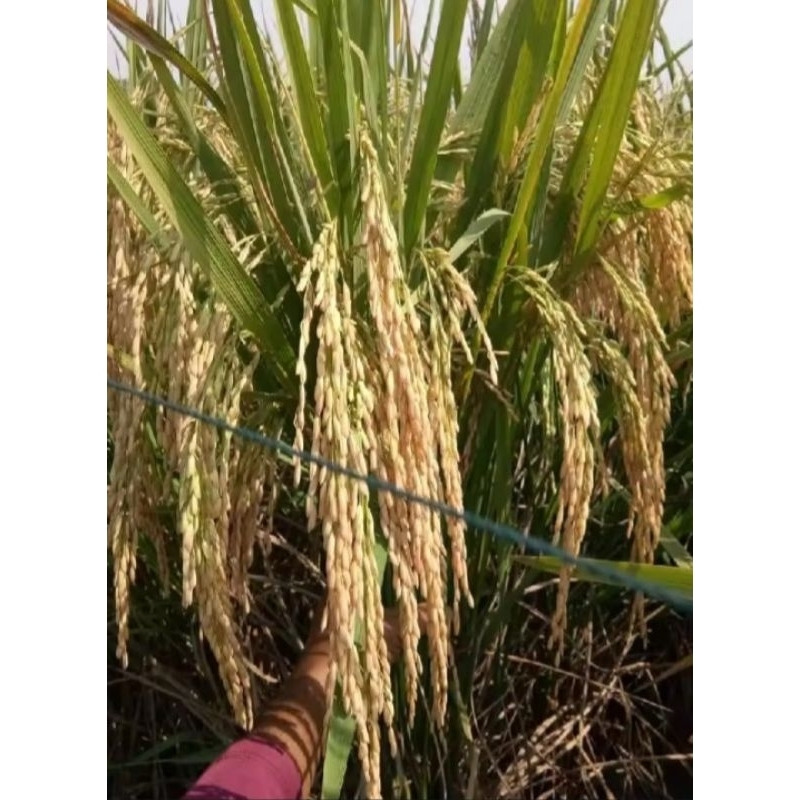 BENIH BIBIT BIJI PADI DUA TONGKOL SUPER UNGGUL PER 5 KG