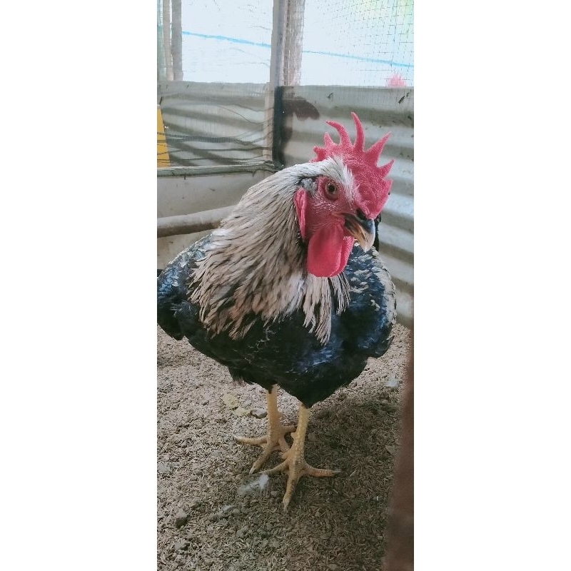 

telur fertil ayam Garuda