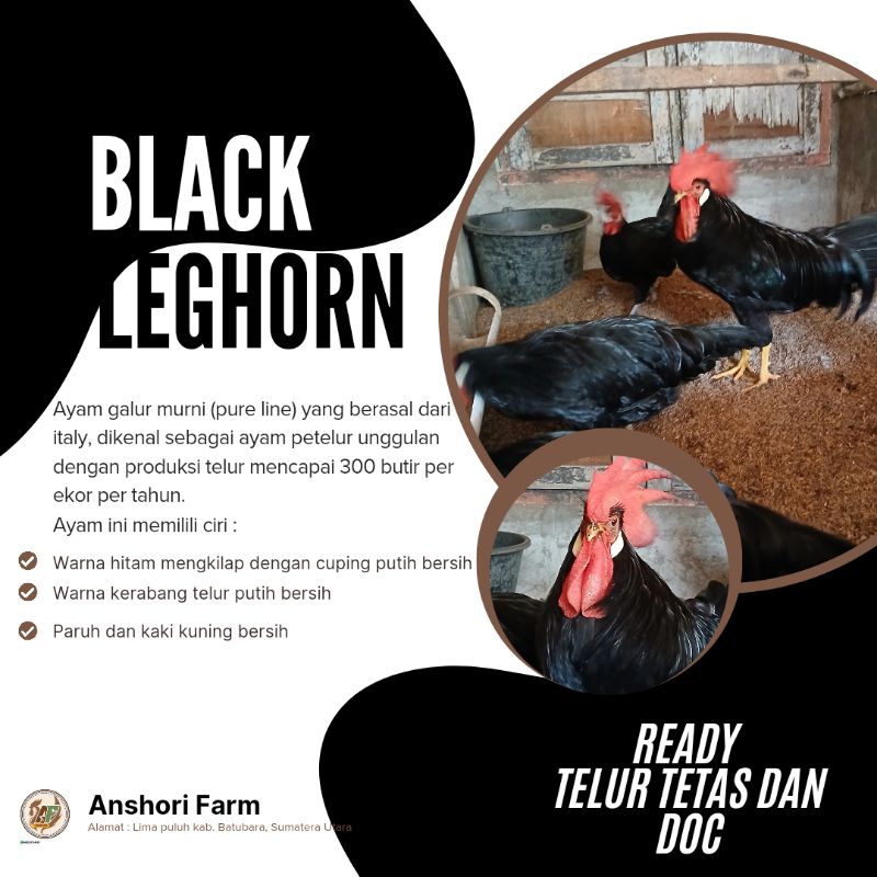 

Telur Tetas Black Leghorn Original
