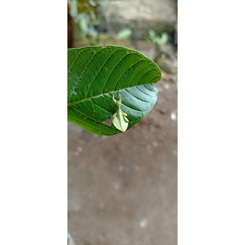 belalang daun phyllium Anak,  ukuran Sedang