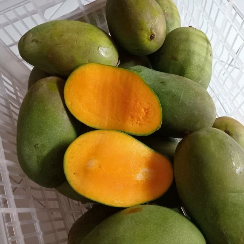 

Mangga Harum manis SUPER 1kg isi 2 - 3