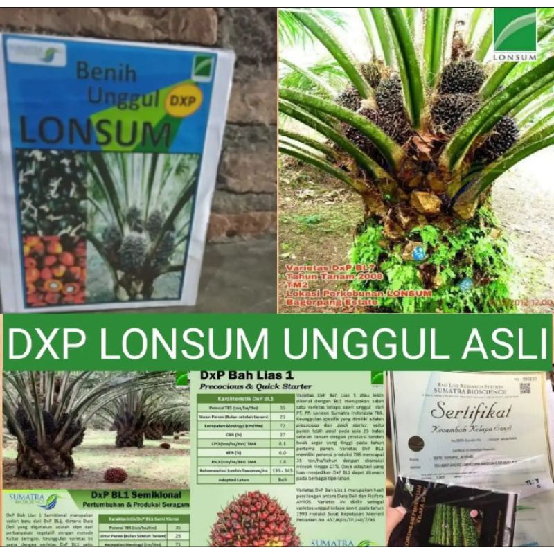 Benih Bibit Polong kecambah Sawit LONSUM (LONDON SUMATRA) SERTIFIKAT