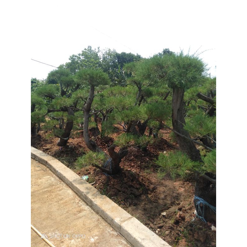 Pohon cemara udang / bonsai cemara udang