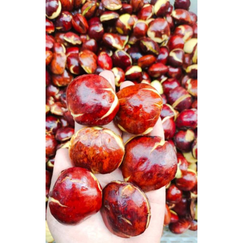 

JENGKOL TUA HASIL KEBUN