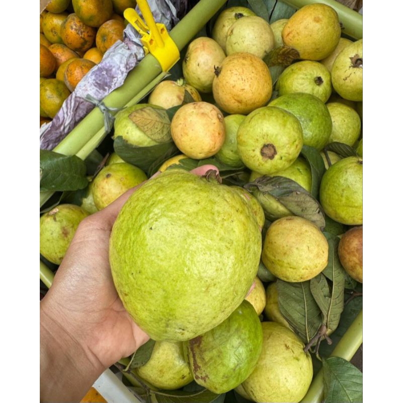 

JAMBU BIJI MERAH GUAVA 1KG