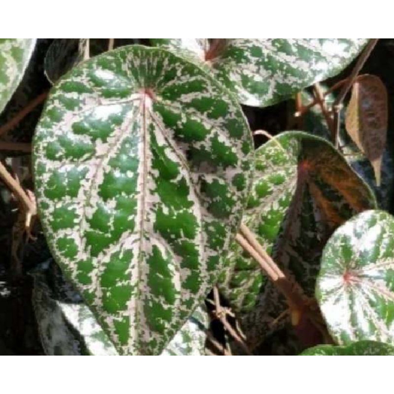 DAUN SIRIH MERAH /HITAM LANGKA