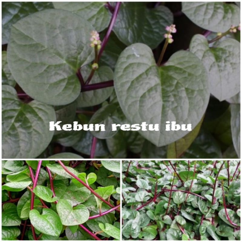 

Daun binahong merah segar per lembar