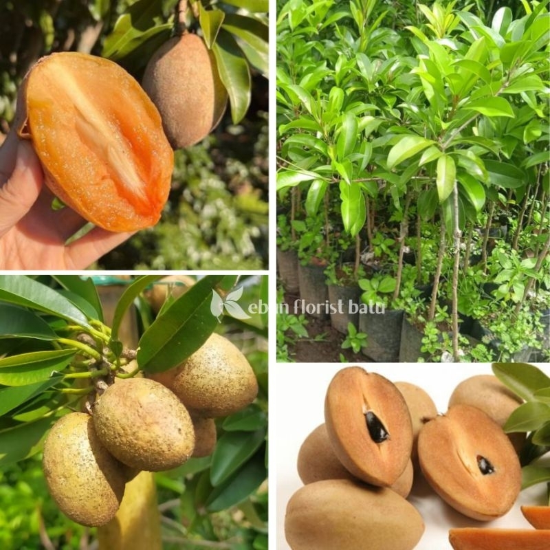 Bibit Buah Sawo Manila (siap berbunga /berbuah)