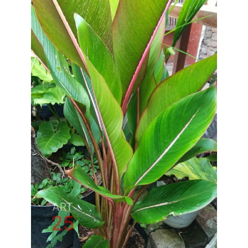 Heliconia Indica 'Spectabilis' Bibit Berakar